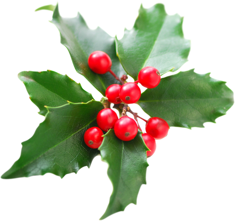 Christmas Holly